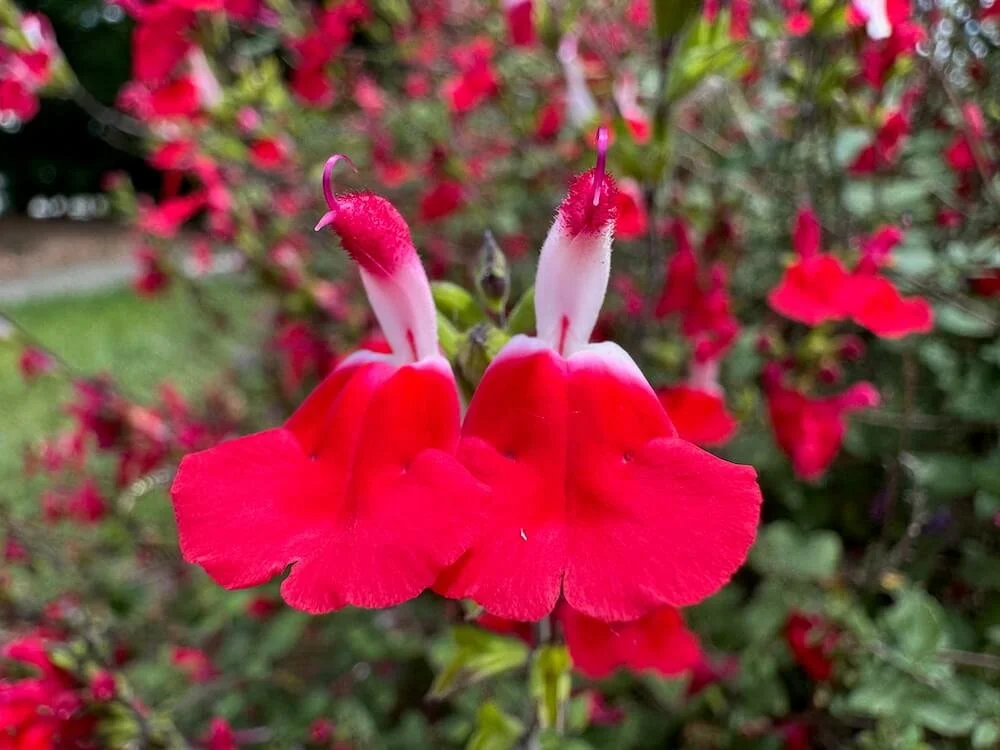 Salvia microphylla 'Hot Lips' 04.jpeg