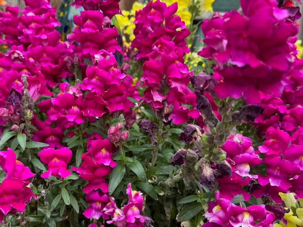 Antirrhinum majus 'Snapshot Burgundy' 03.jpeg