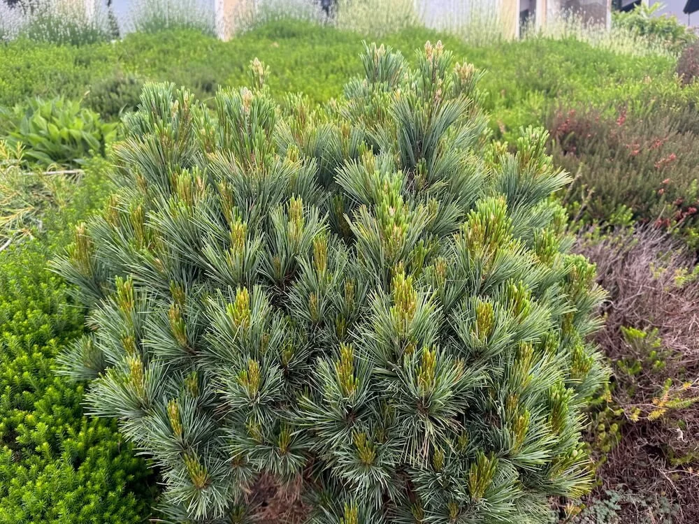 Pinus peuce 'Latgale' 01.jpeg