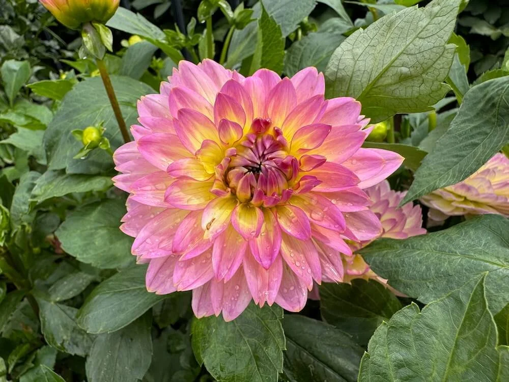 Dahlia 'China Doll' 04.jpeg
