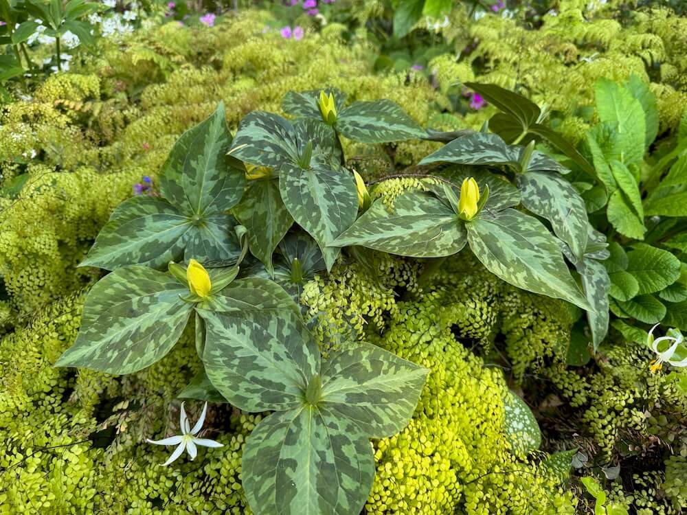 Trillium luteum 03.jpeg