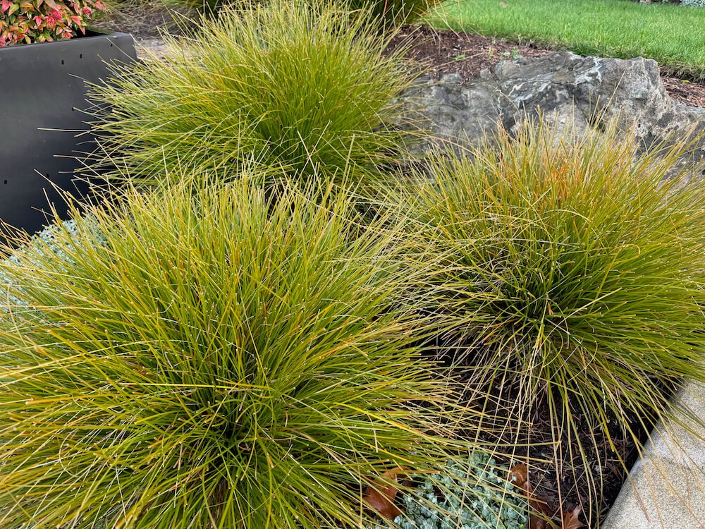 Lomandra confertifolia subsp. rubiginosa 'Lomlon' 03.jpeg