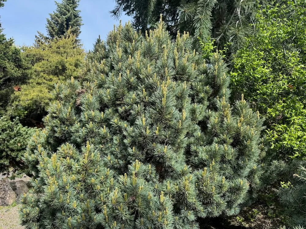 Pinus monticola 'Nana' 03.jpeg