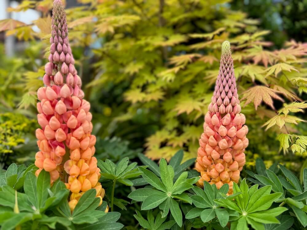 Lupinus polyphyllus Westcountry 'Salmon Star' 01.jpeg