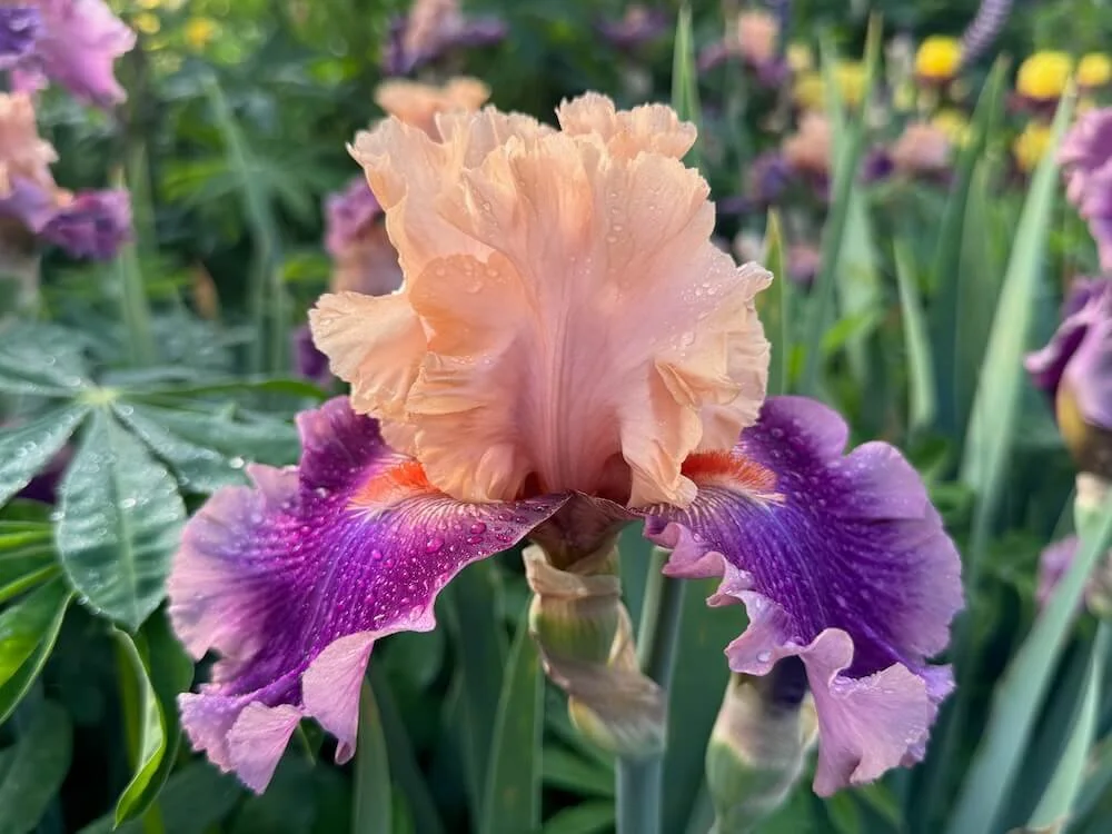 Iris 'Rasputin' 01.jpeg