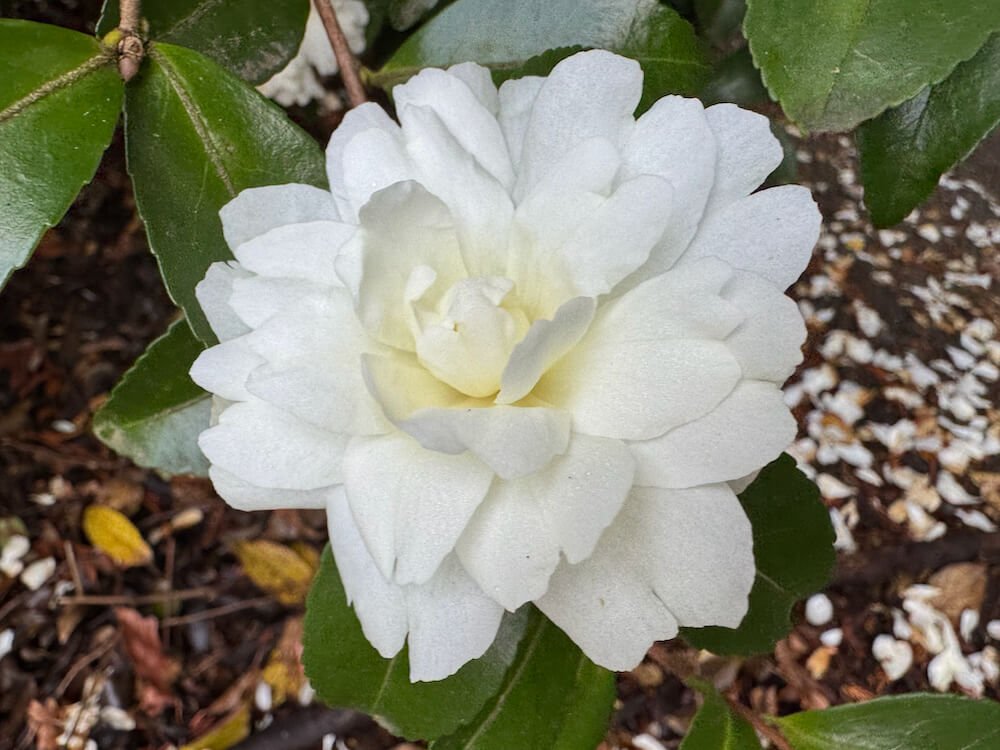 Camellia Sasanqua 'Mine-No-Yuki' 03.jpeg