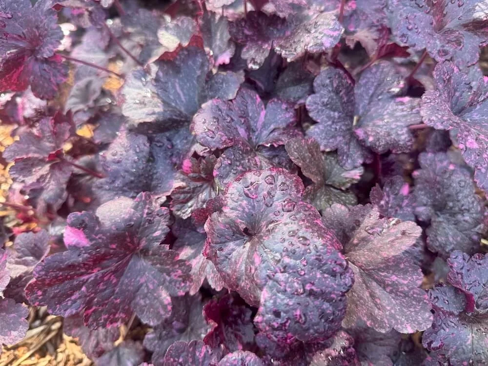 Heuchera 'Midnight Rose' 04.jpeg