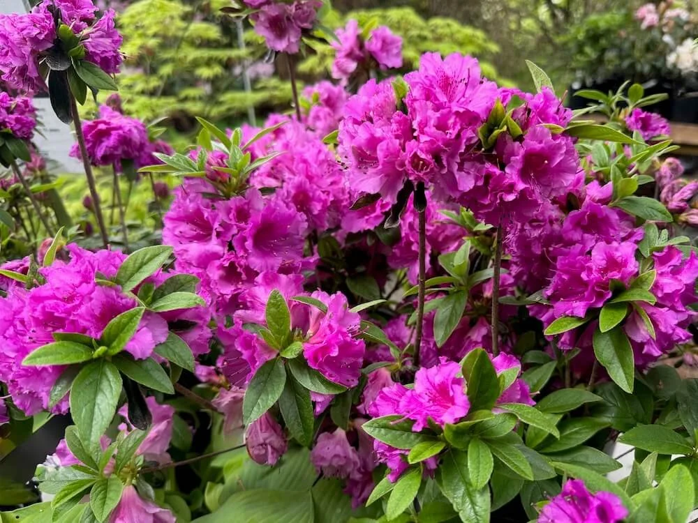 Rhododendron 'Sherwood Orchid' 02.jpeg
