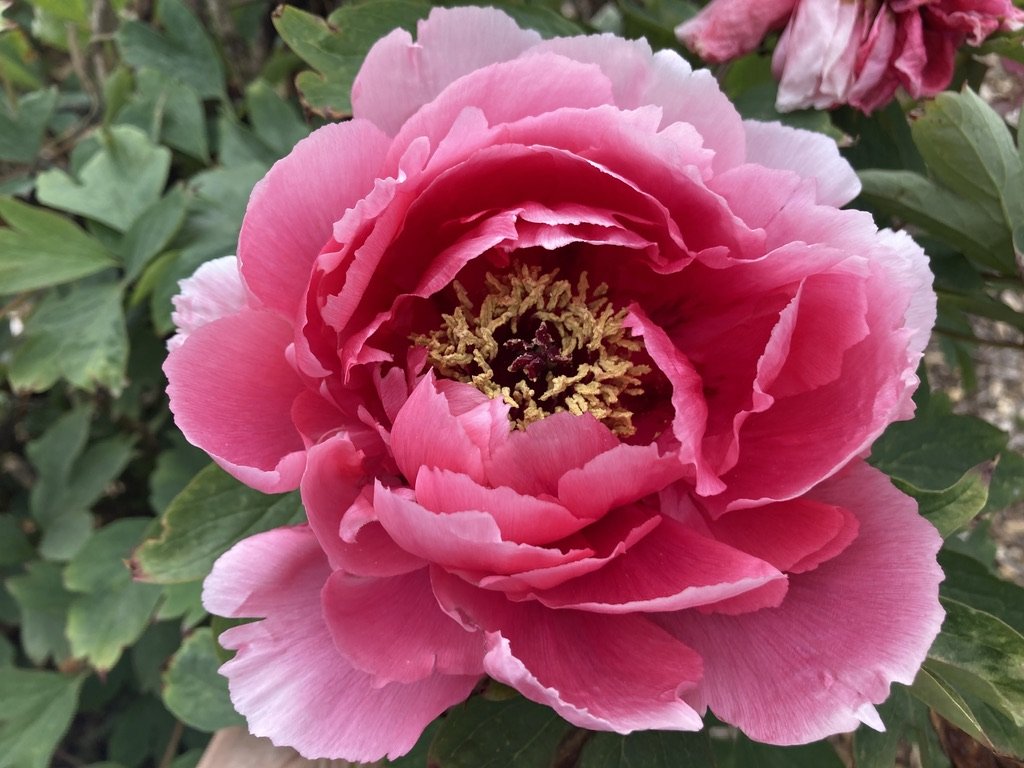 Seattle Chinese Garden 06.jpeg