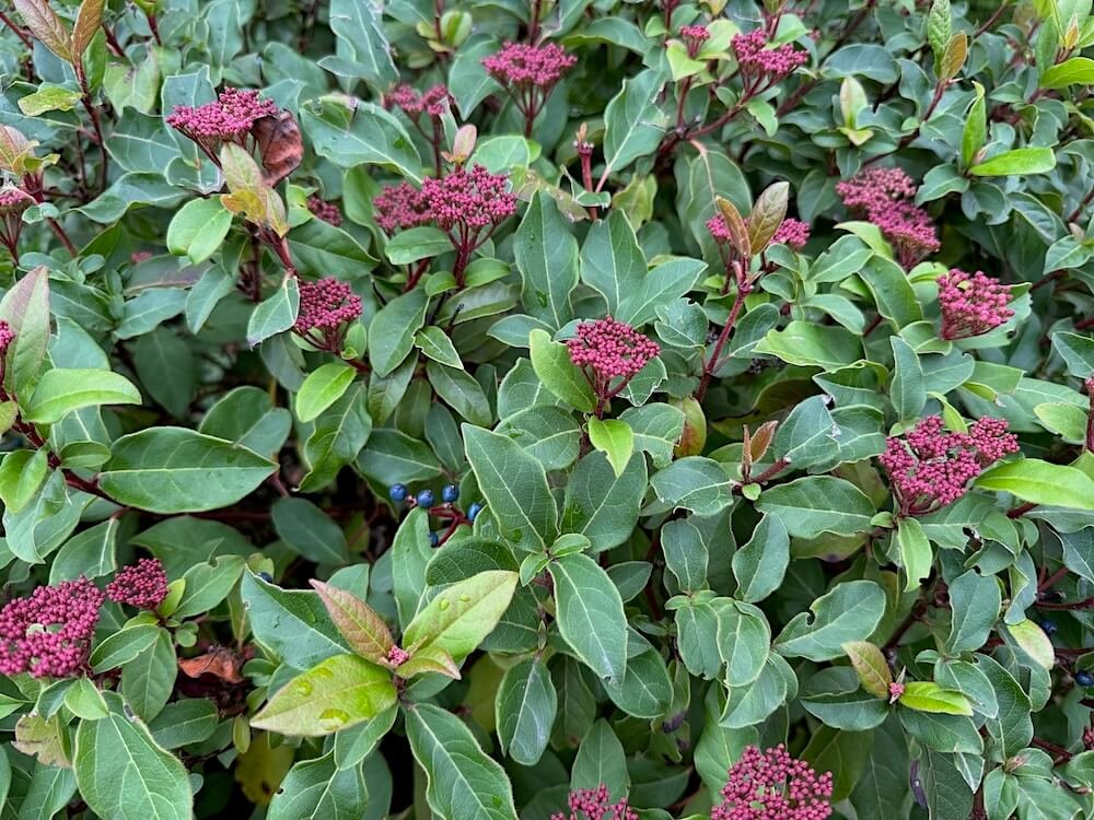 Viburnum tinus 'Spring Bouquet' 08.jpeg