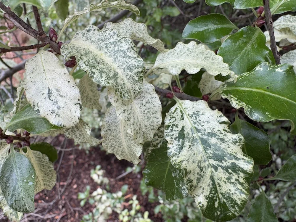 Pittosporum tenuifolium 'Irene Patterson'  04.jpeg