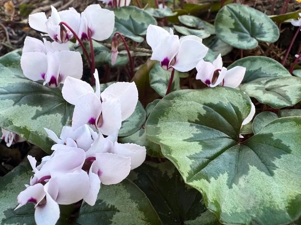 Cyclamen coum subsp. coum f. pallidum 'Album' | Album Winter Cyclamen