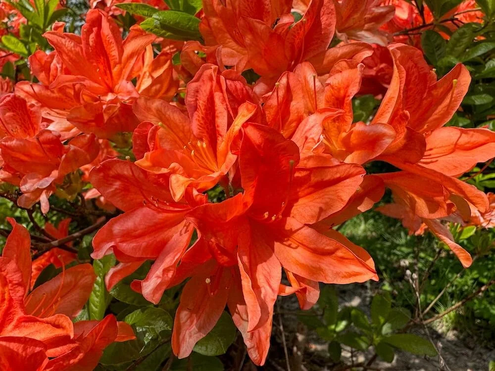 Rhododendron × molle ‘Koster’s Brilliant Red’ 04.jpeg