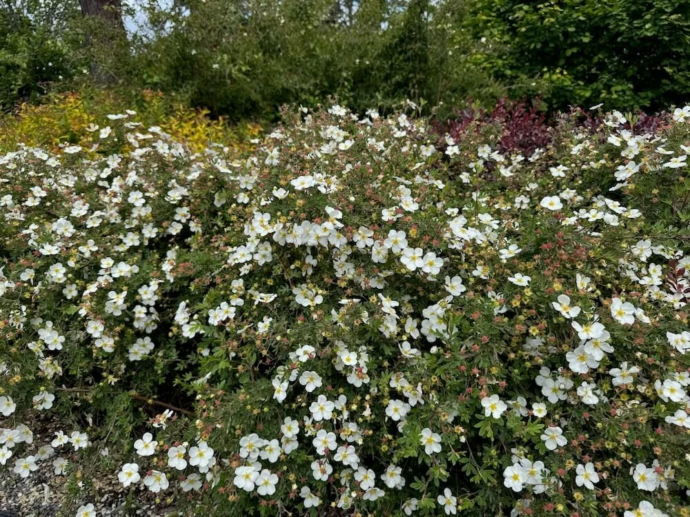 Potentilla fruticosa 'Abbotswood' 03.jpeg