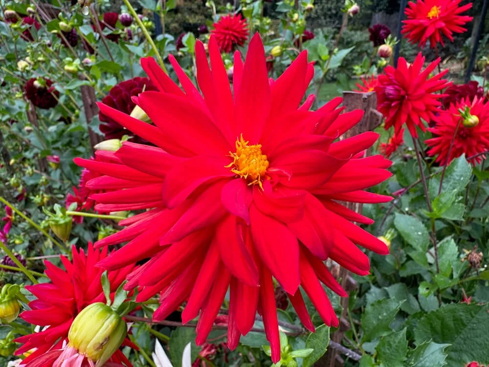 Dahlia 'Sandia Mace' 04.jpeg