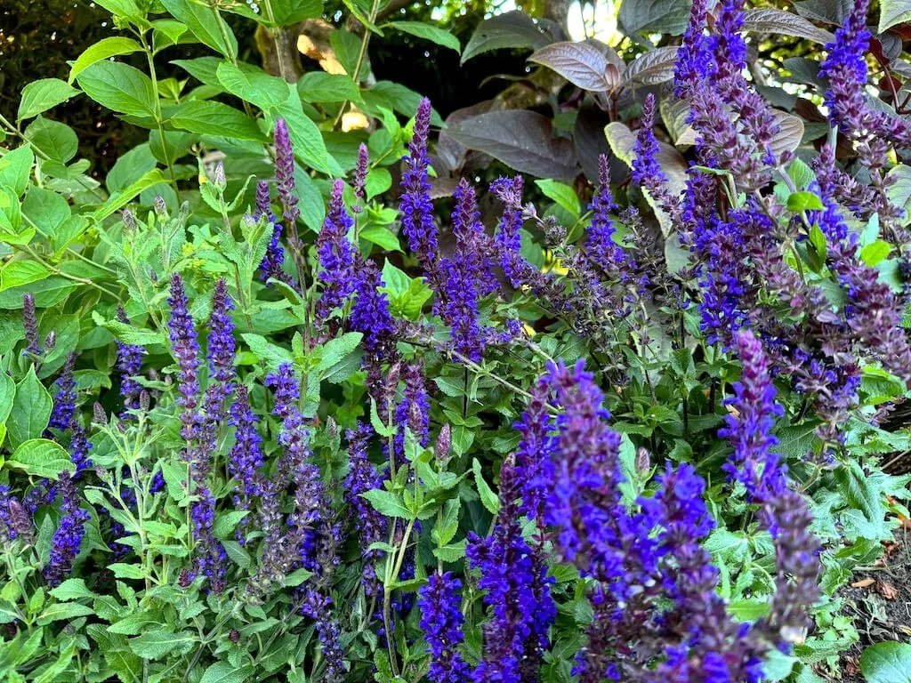 Salvia nemorosa 'Salvatore Blue' 01.jpeg