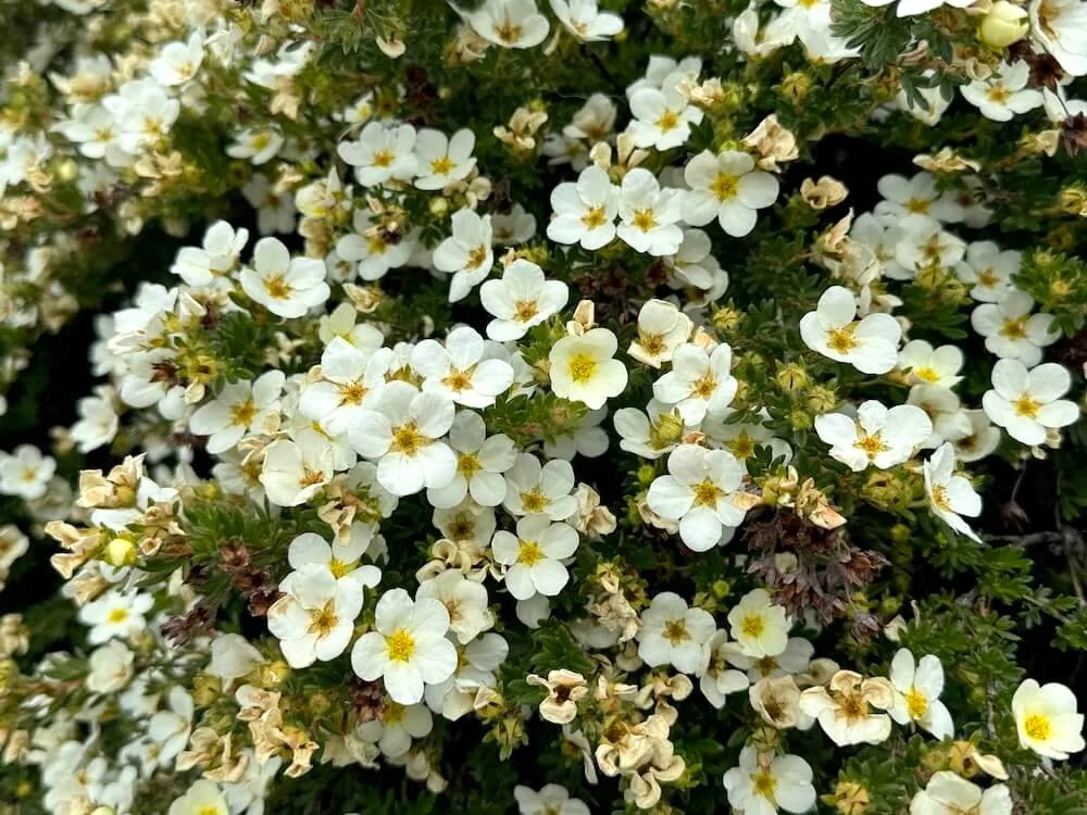 Potentilla fruticosa 'Monsidh' 02.jpeg