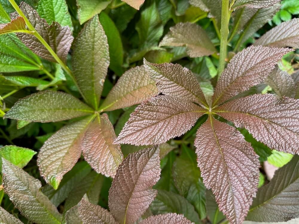 Rodgersia pinnata 'Bronze Peacock' 02.jpeg