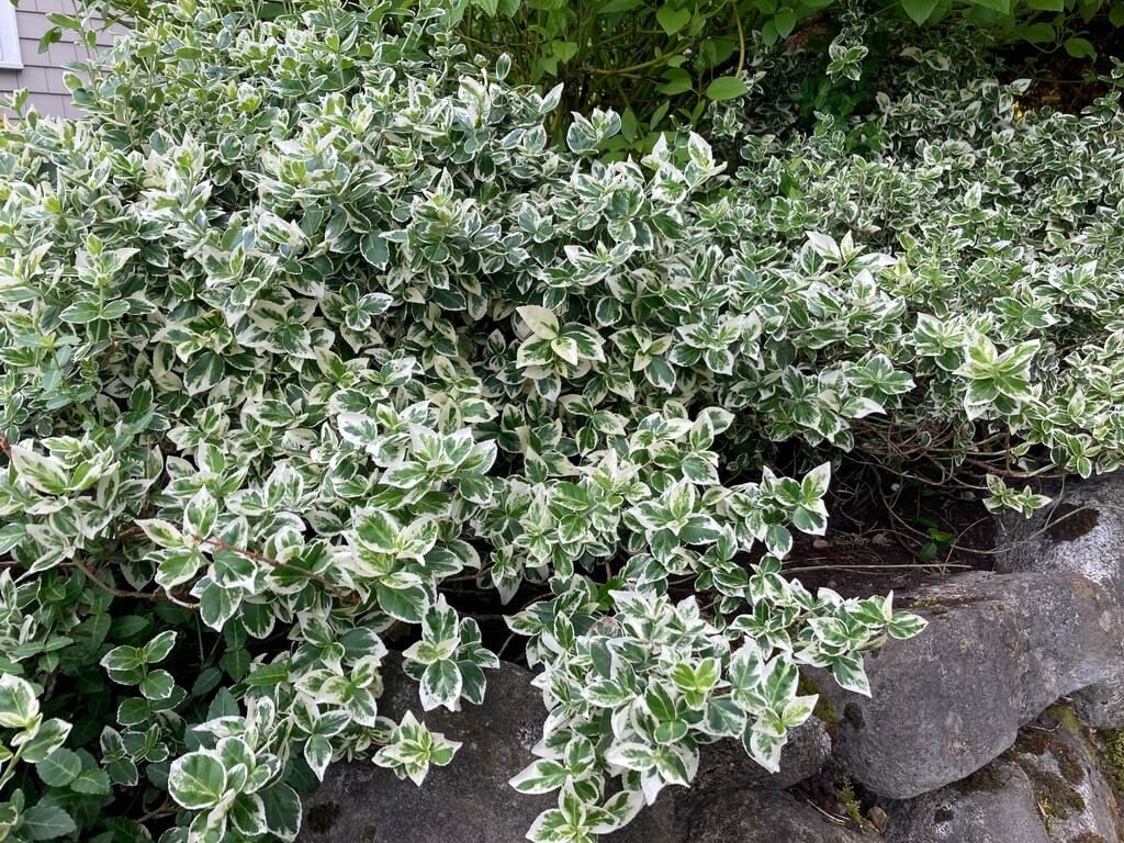 Euonymus fortunei 'Emerald Gaiety' 08.jpeg