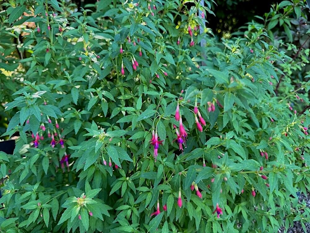 Fuchsia 'Mistress Birdie' 02.jpeg