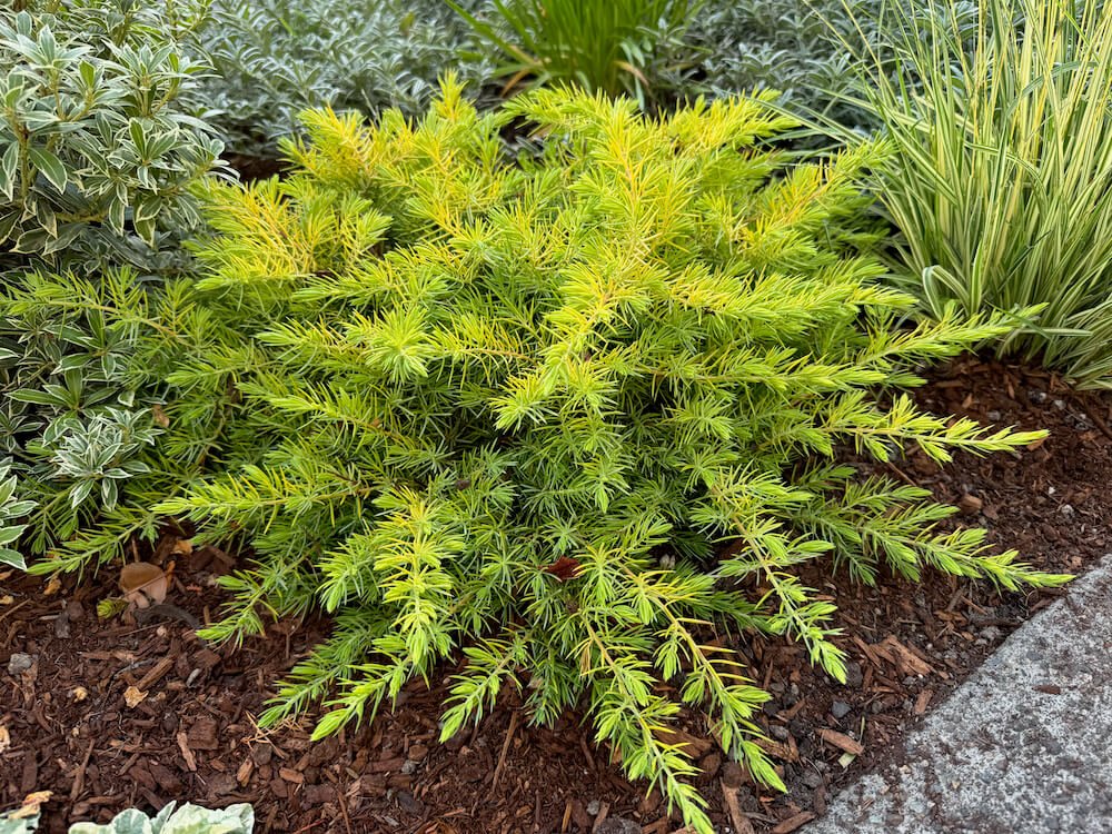 Juniperus conferta 'Golden Blue Pacific' 01.jpeg