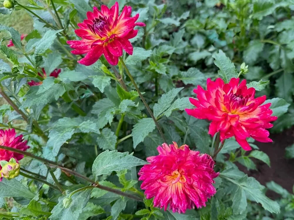 Dahlia 'Macalister's Pride' 02.jpeg