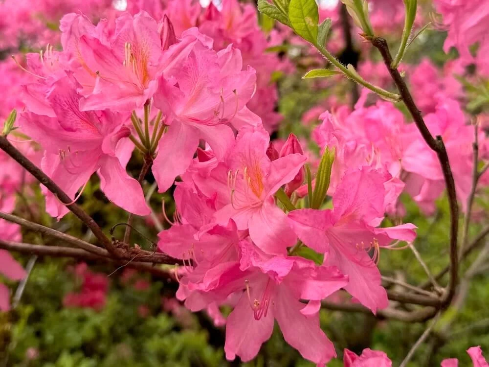 Rhododendron prinophyllum 'Marie Hoffman' | Marie Hoffman Azalea