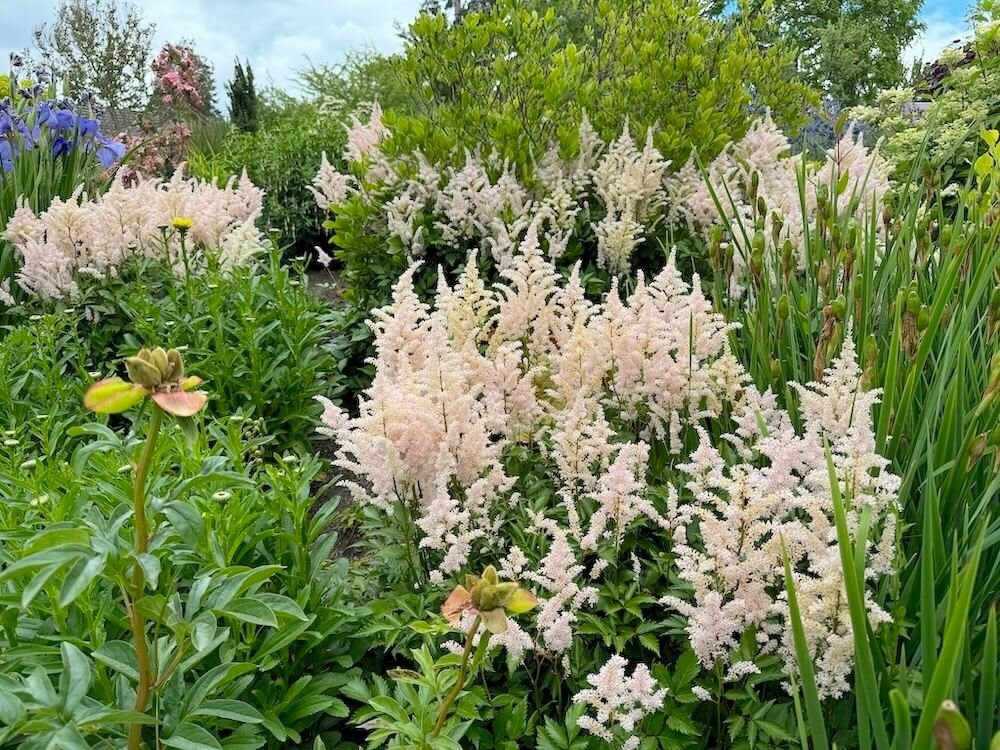 Astilbe x rosea 'Peach Blossom' 01.jpeg
