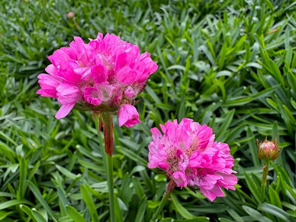 Armeria pseudarmeria Dreameria 'Daydream' 01.jpeg