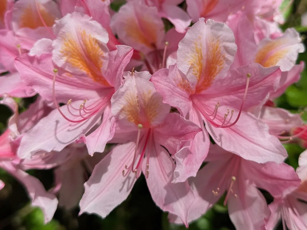 Rhododendron occidentale 'Irene Koster' 06.jpeg