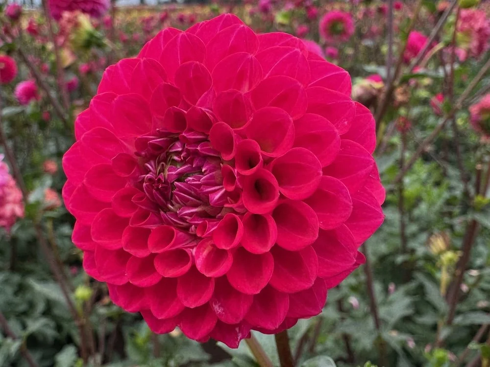 Dahlia 'Fatima' 01.jpeg