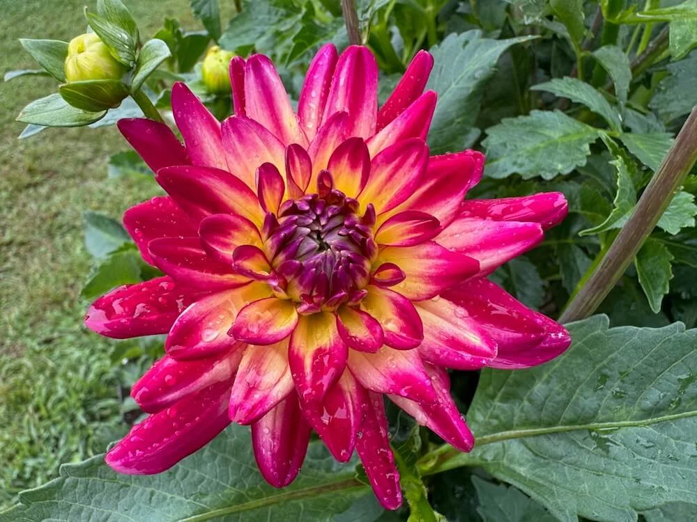 Dahlia 'Macalister's Pride' 01.jpeg