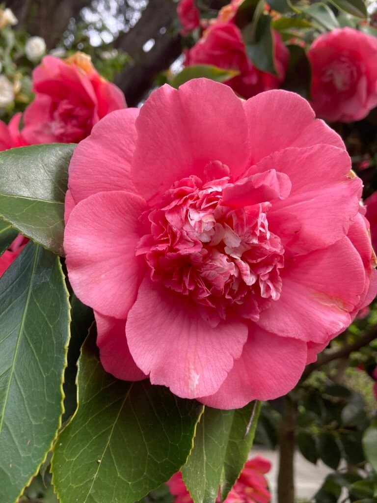 Camellia japonica 'Chandleri Elegans Variegated' 01.jpeg