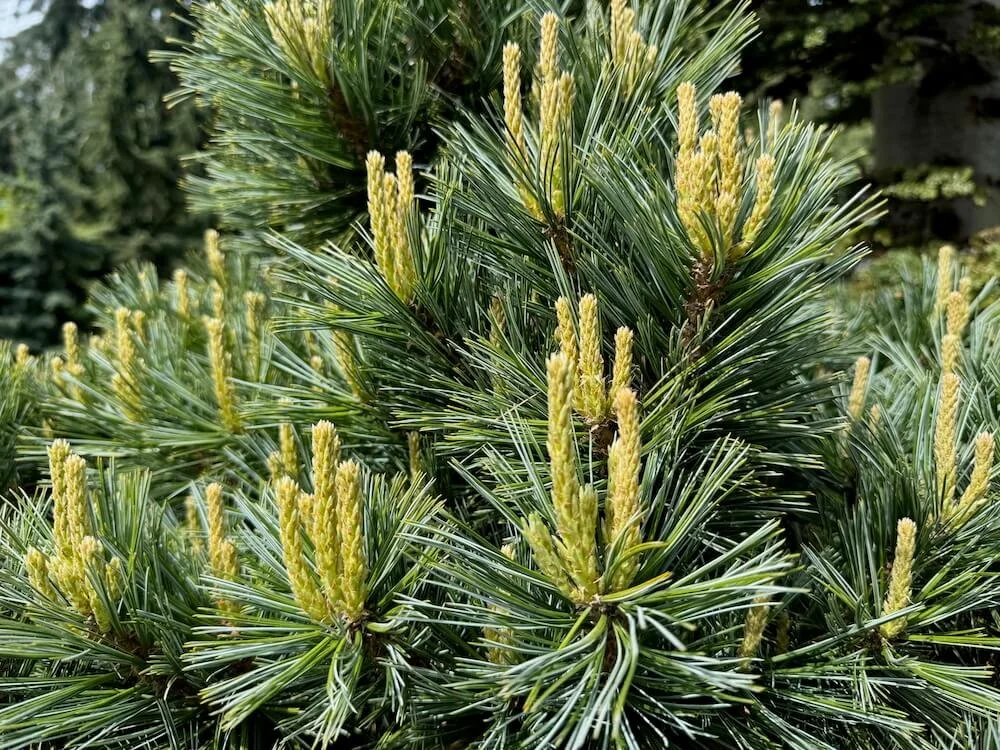 Pinus flexilis 'Lil Wolf' 01.jpeg
