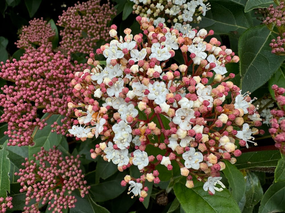 Viburnum tinus 'Spring Bouquet' 06.jpeg