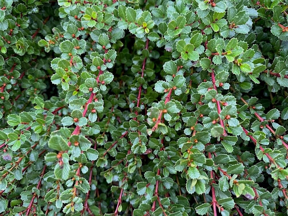 Ceanothus gloriosus 04.jpeg