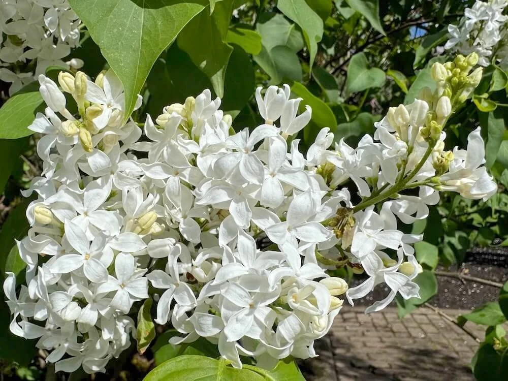 Syringa Vulgaris 'Angel White' 02.jpeg