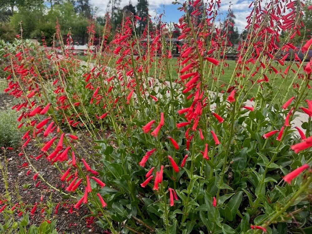 Penstemon eatonii 03.jpeg