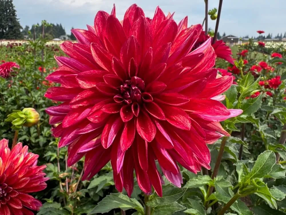 Dahlia 'Gitts Braveheart' 02.jpeg