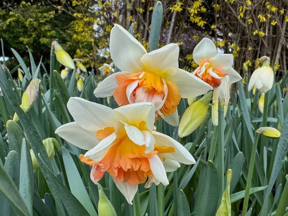 Narcissus 'Mystere' 03.jpeg