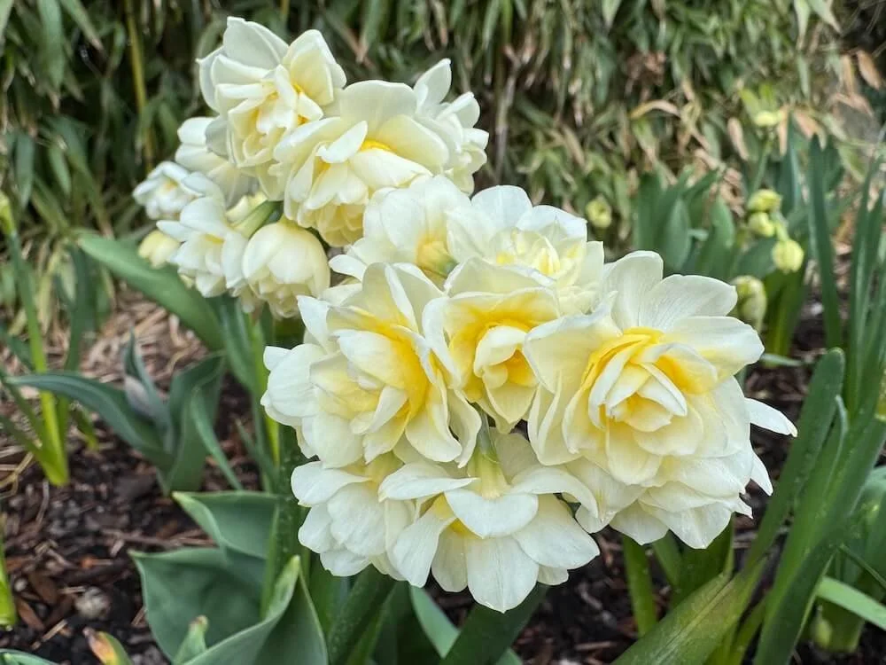 Narcissus 'Erlicheer' 01.jpeg