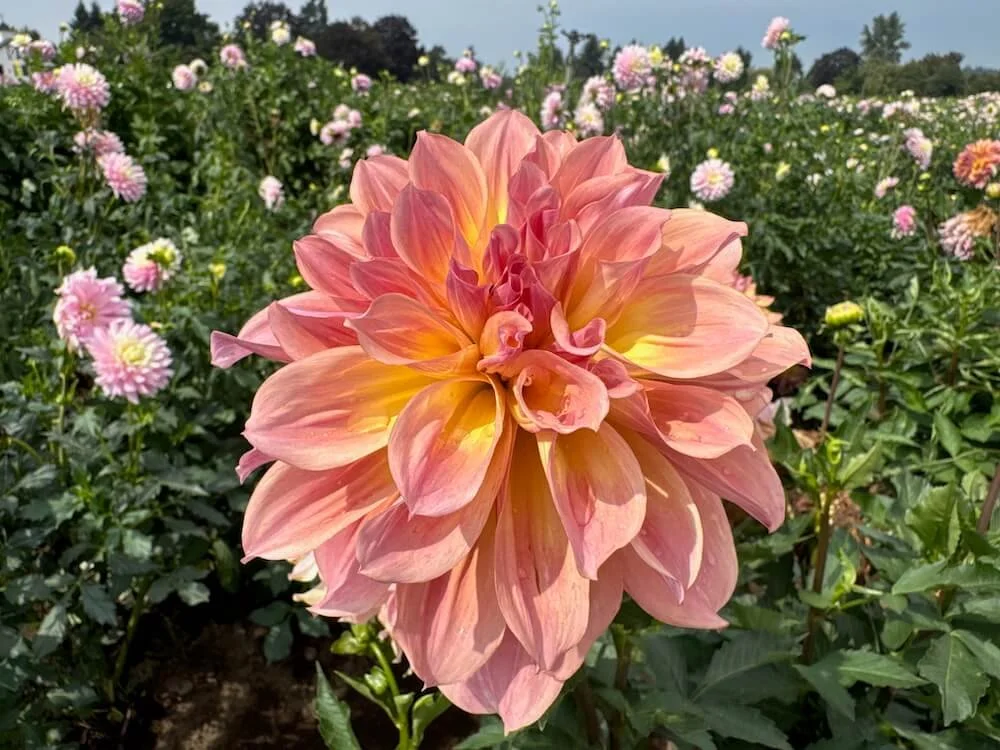 Dahlia 'Papageno' 02.jpeg