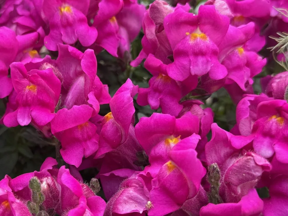 Antirrhinum majus 'Potomac Royal' 02.jpeg
