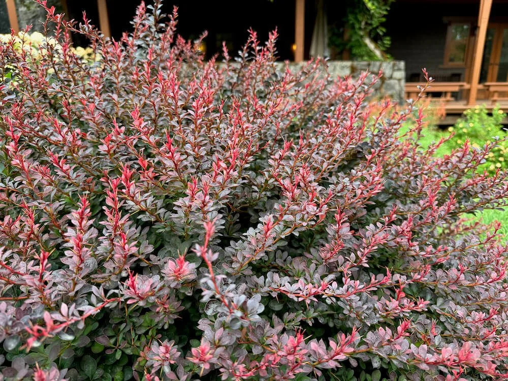 Berberis thunbergii f. atropurpurea 'Gentry' 02.jpeg
