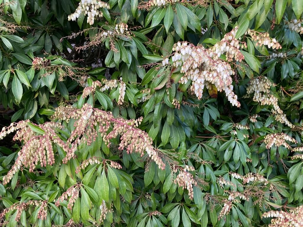 Pieris japonica 02.jpeg