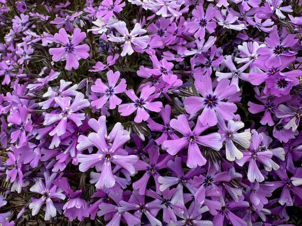 Phlox subulata 'Purple Beauty' 03.jpeg