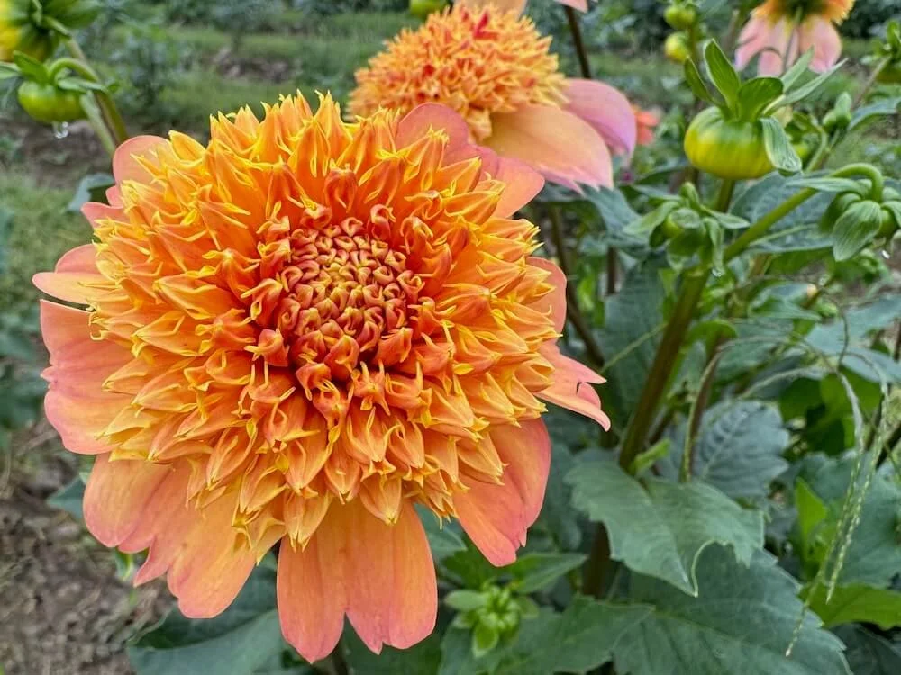 Dahlia 'Sandia Brocade' 05.jpeg