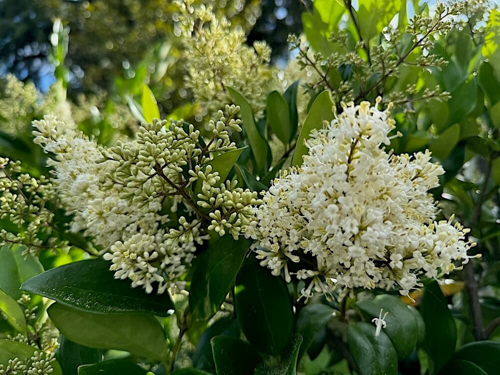 Ligustrum japonicum | Waxleaf Privet