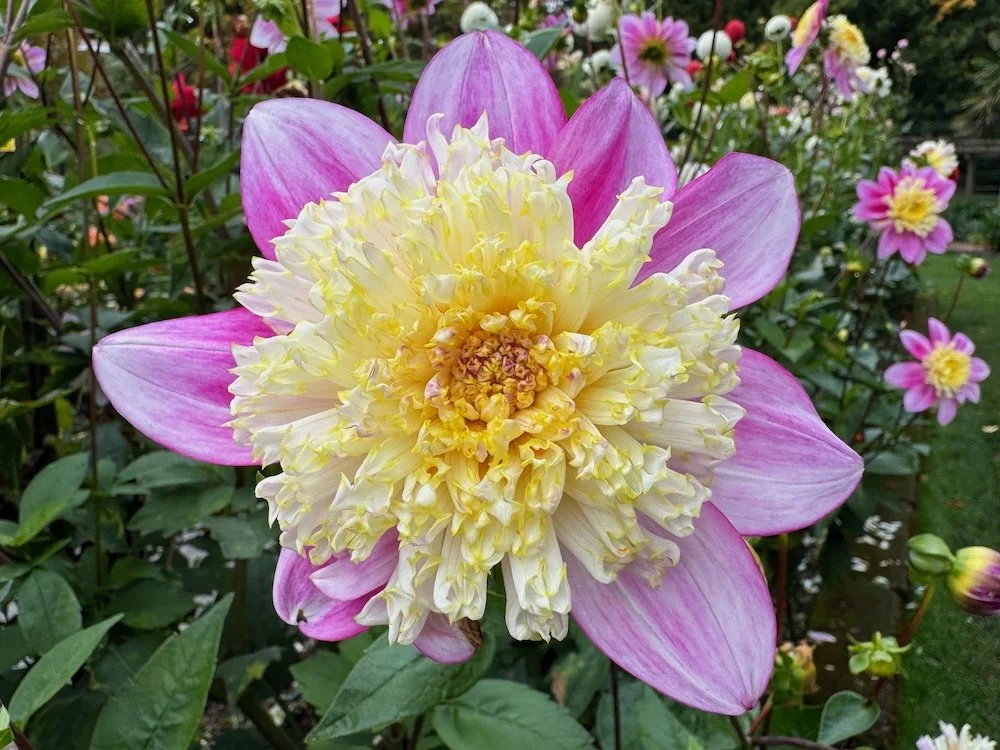 Dahlia 'Sandia Evie' 03.jpeg