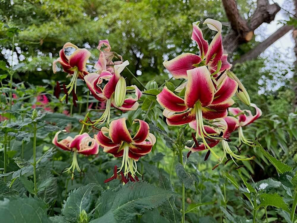 Lilium 'Scheherazade' 01.jpeg
